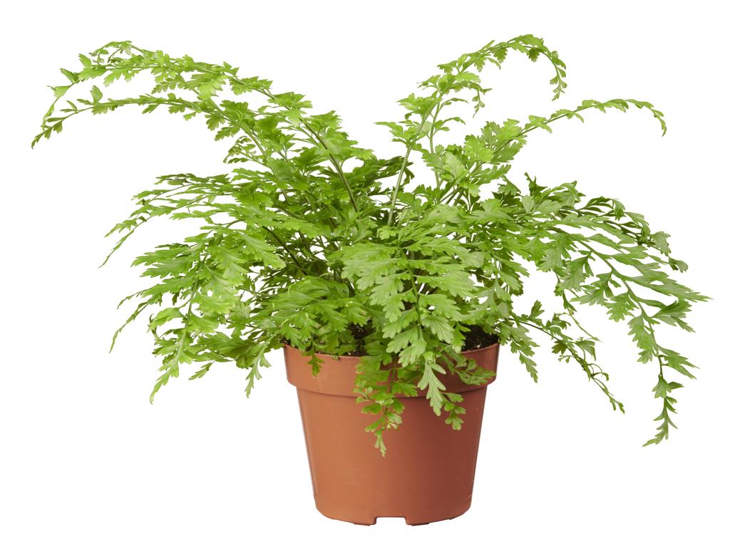 Asplenium bulbiferum tray 252