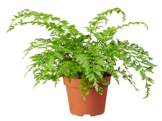 Asplenium bulbiferum tray 252