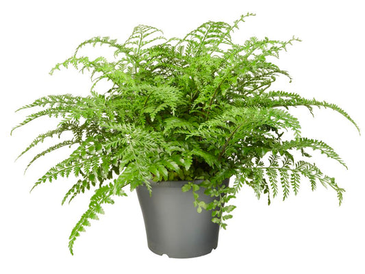 Asplenium 'Parvati' tray 104