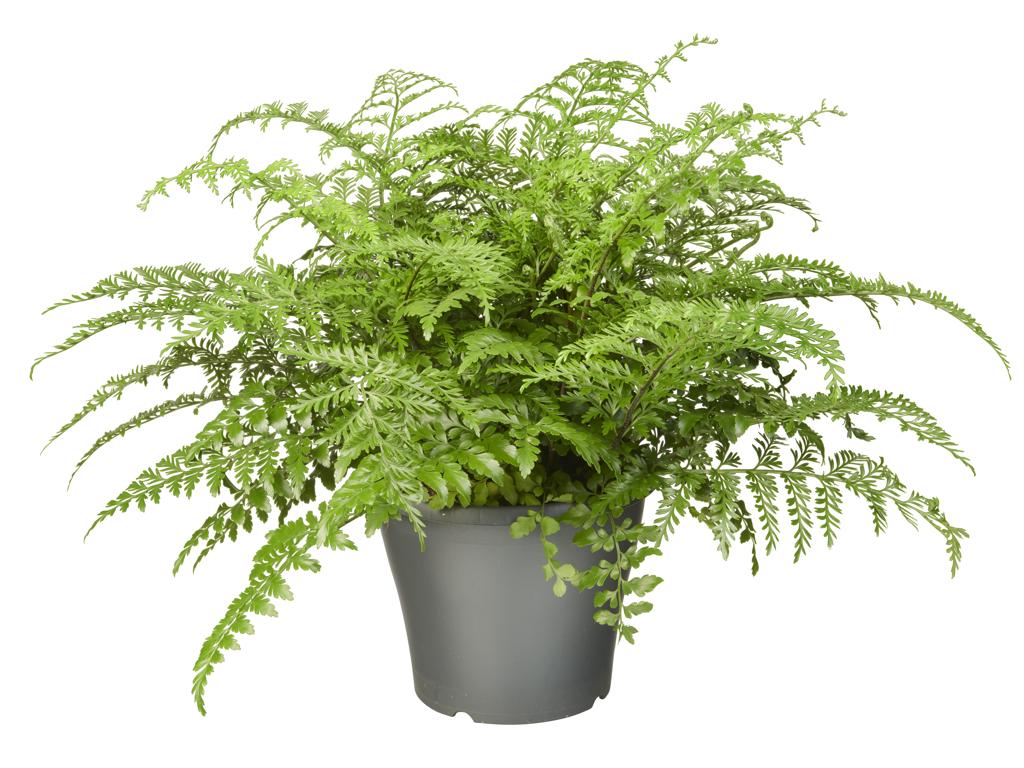 Asplenium 'Parvati' tray 252