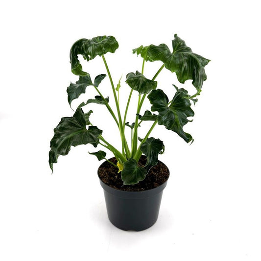 Philodendron Atlantis [P] | 5 cm plug 50/tray