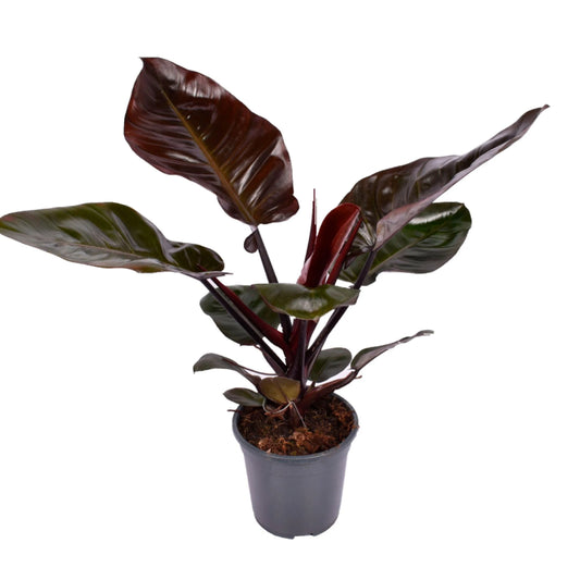 Philodendron Black Cardinal | 2,5 cm plug 104/tray