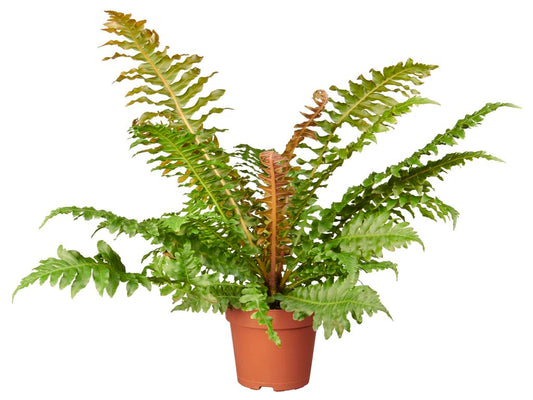 Blechnum brasiliense tray 60