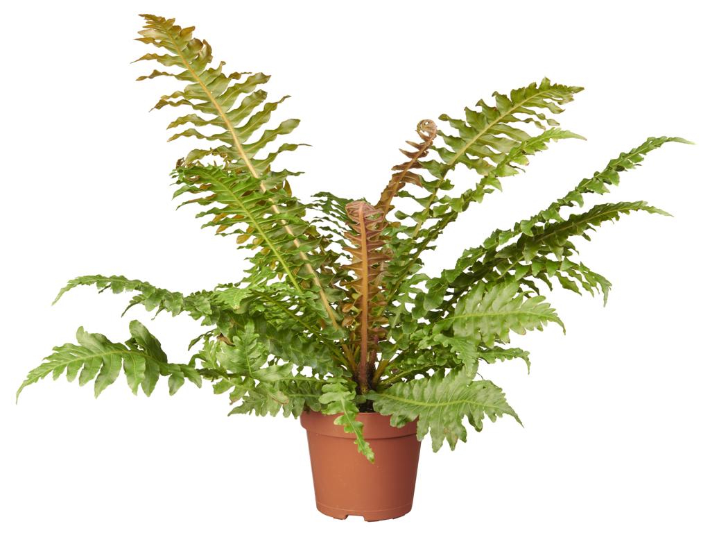 Blechnum brasiliense tray 252