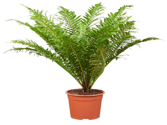 Blechnum Silver Lady tray 150 single