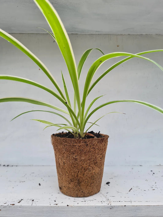 Chlorophytum Comosum Reverse Clumps