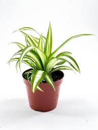 Chlorophytum variegatum clumps Laxum Box 2PP  | rootball