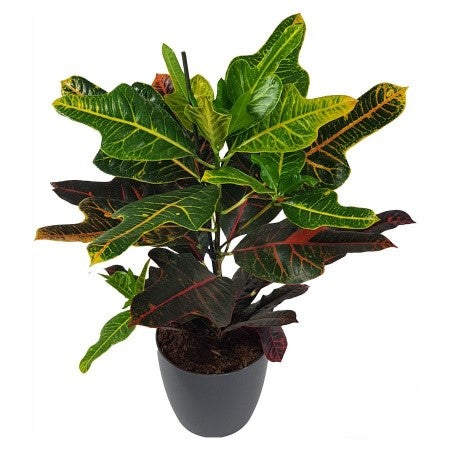 Codiaeum Excellent | 5 cm plug 60/tray