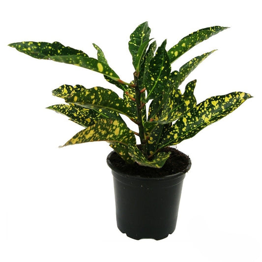 Codiaeum Gold Star | 5 cm plug 50/tray