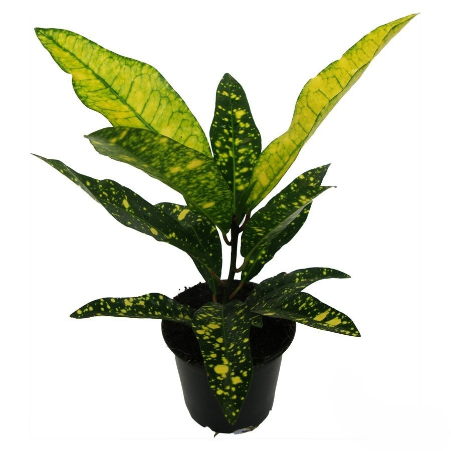Codiaeum Golden Sun | 5 cm plug 50/tray