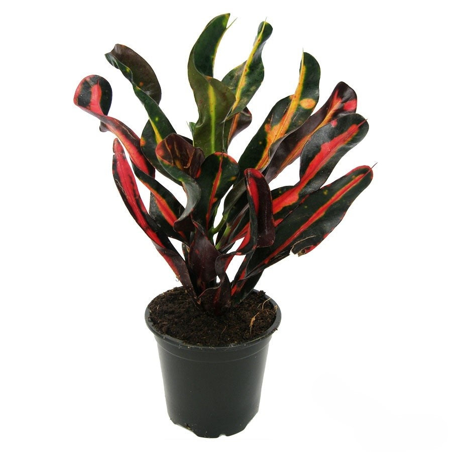 Codiaeum Mammy | 5 cm plug 50/tray