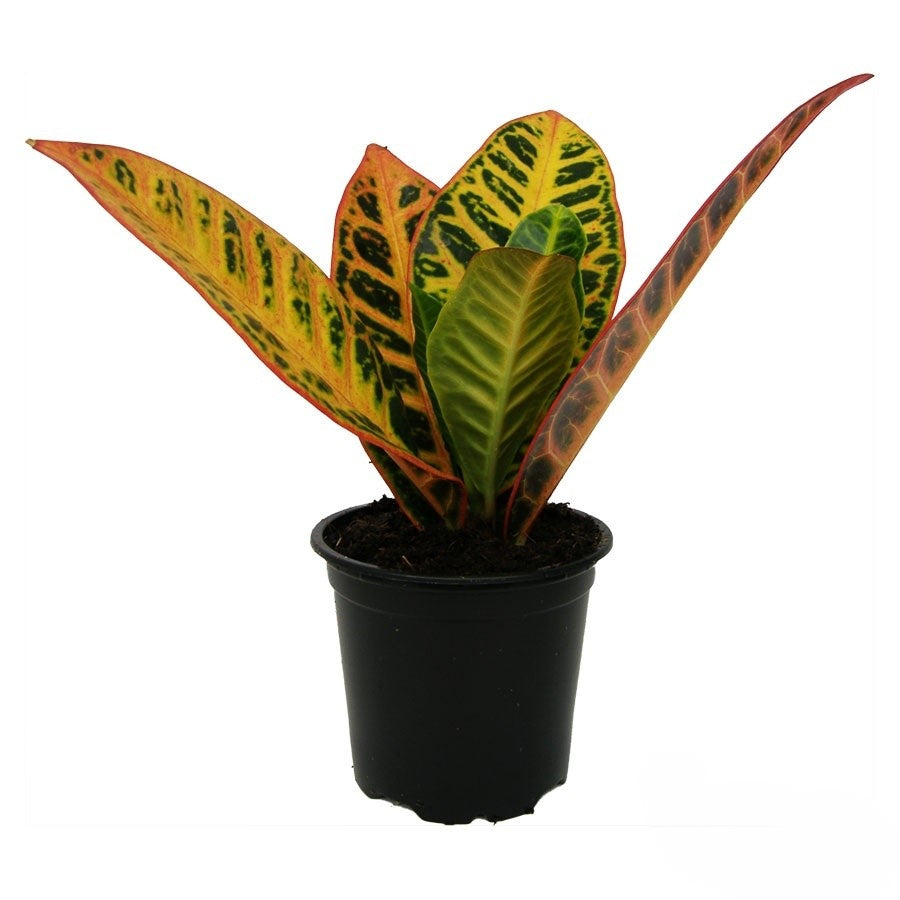 Codiaeum Petra | 5 cm plug 60/tray