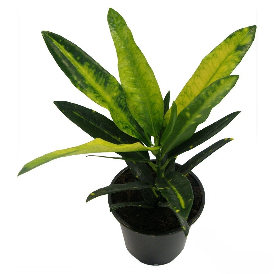 Codiaeum Sunny Star | 5 cm plug 50/tray