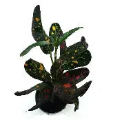 Codiaeum Bush on Fire | 5 cm plug 50/tray