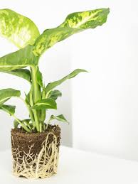 Dieffenbachia Compacta | 5,5 cm plug 40/tray