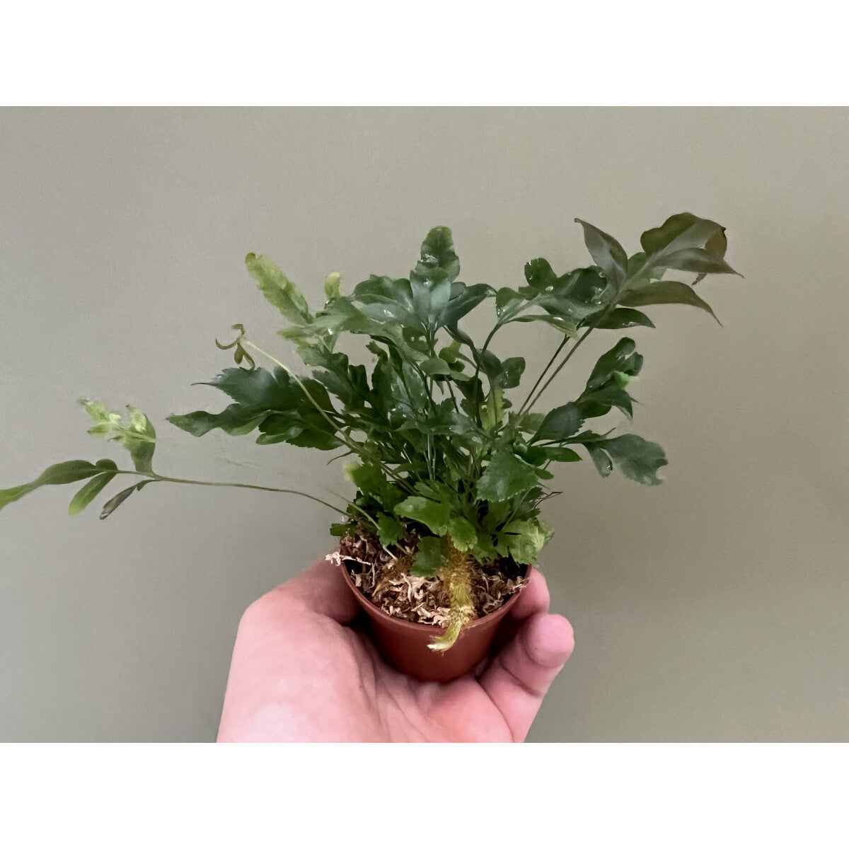 Davallia pentaphylla tray 60
