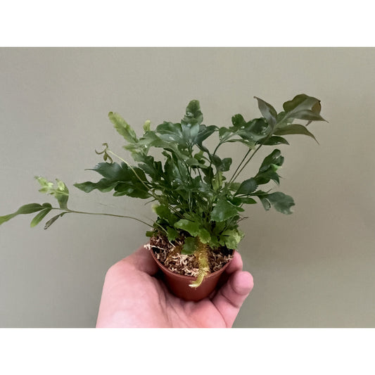 Davallia pentaphylla tray 104