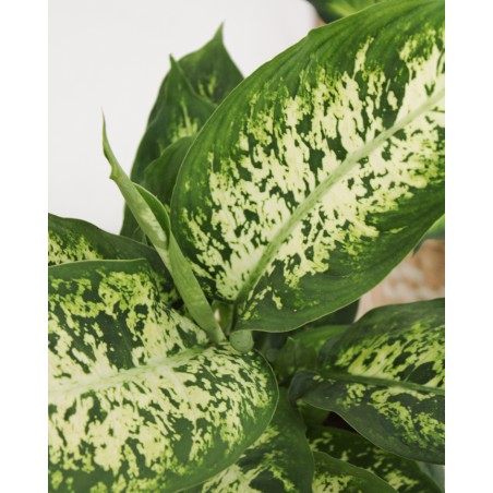 Dieffenbachia Camilla | 5,5 cm plug 40/tray