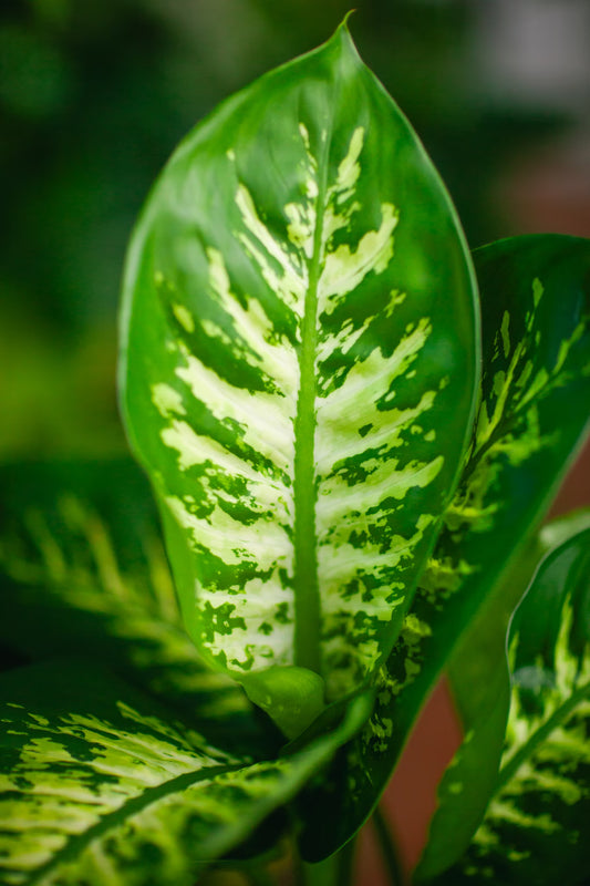 Dieffenbachia Reeva [P] | 5 cm plug 45/tray precio