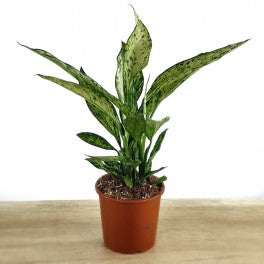 Dieffenbachia Vesuvius [P] | 5,5 cm plug 40/tray