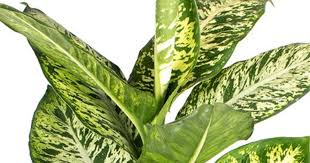 Dieffenbachia Subliem | 6 cm plug 28/tray