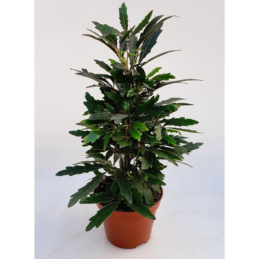 Aralia Dizgotheca Castor