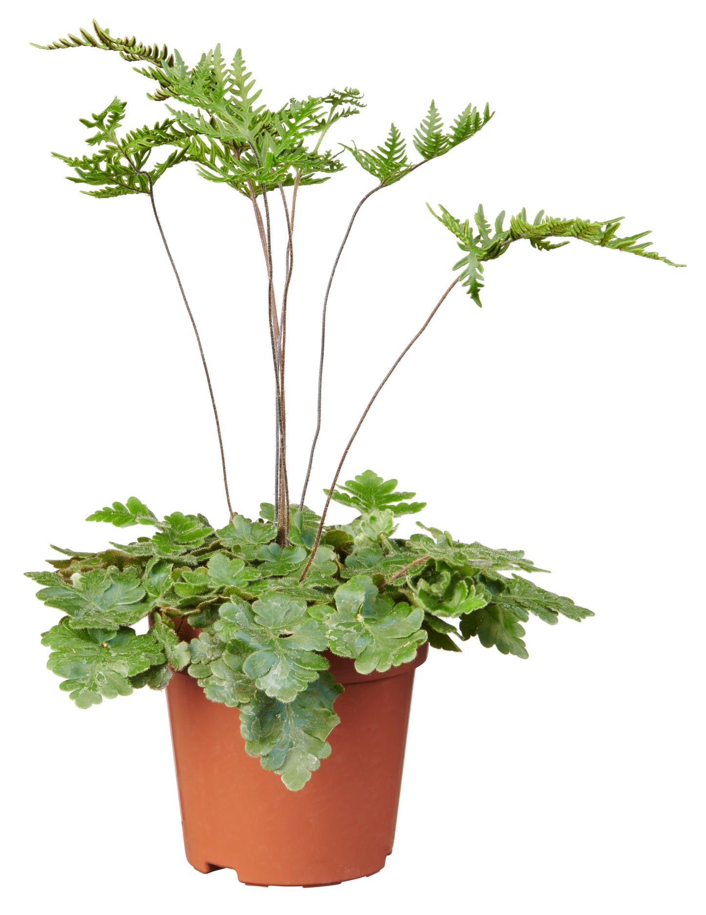 Doryopteris cordata tray 252