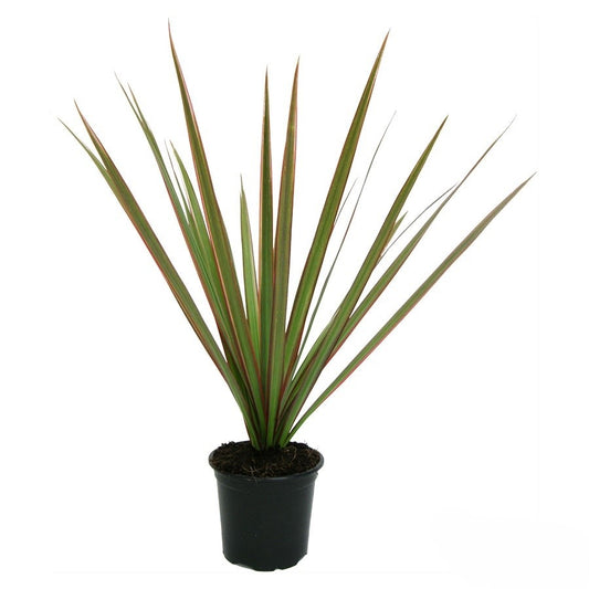 Dracaena marginata 'Bicolor' Stam 24"