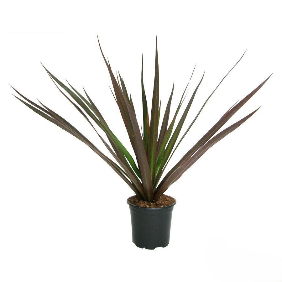 Dracaena marginata 'Magenta' Stam 24"