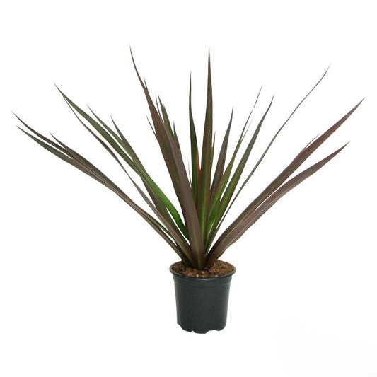 Dracaena marginata 'Magenta' Stam 24"