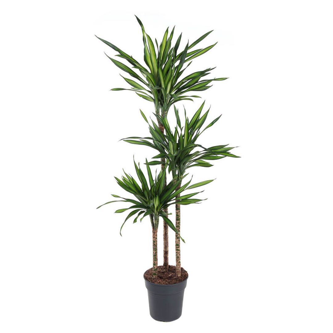 Dracaena frag. 'Riki' set 12-24-36-48"