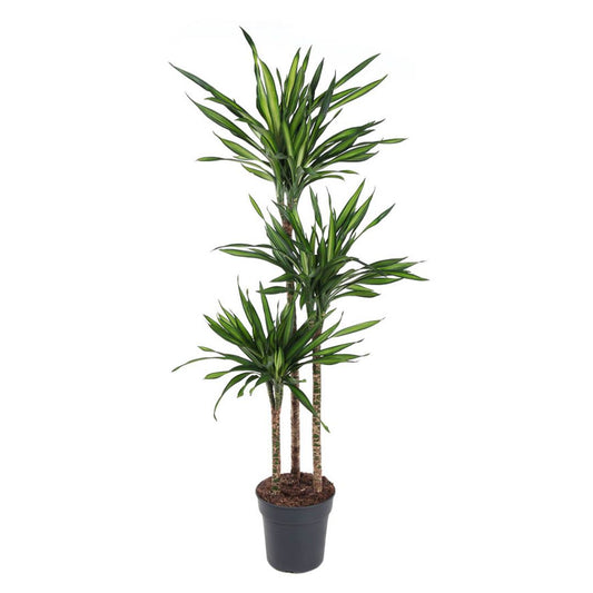 Dracaena frag. 'Riki' set 12-24-36-48"