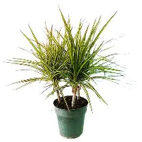 Dracaena Marginata Kiwi