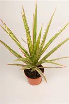 Dracaena Marginata Bicolor 14cm