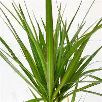 Dracaena Marginata Bicolor 12cm