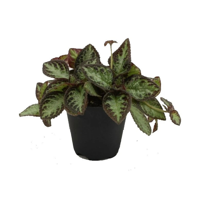 Episcia Silver Screen
