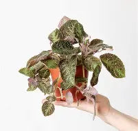 Episcia Pink Panther