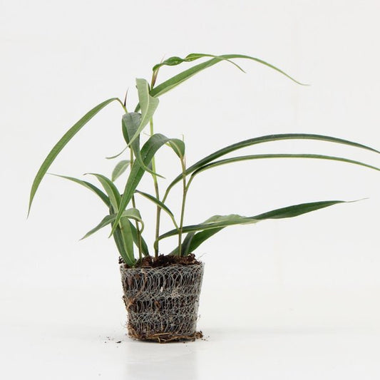 Ficus Alii | 6,5cm - 3pp - band 28