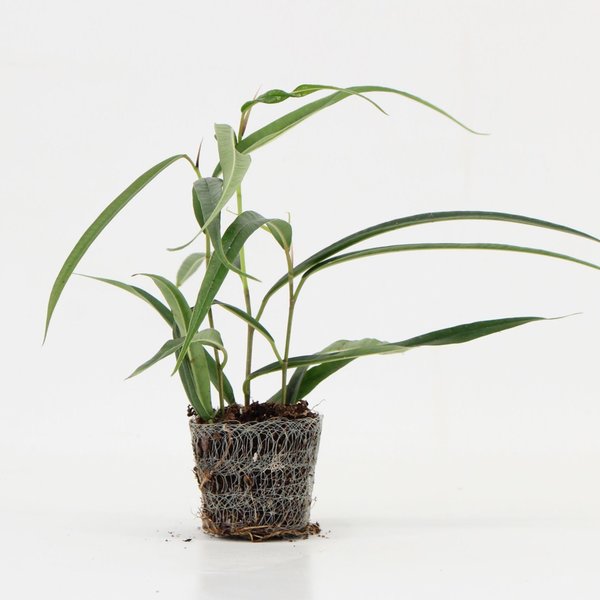 Ficus Alii | 6,5cm - 2pp - band 28