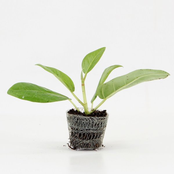 Ficus Altisima Yellow | 4,5cm - 1pp - band 40