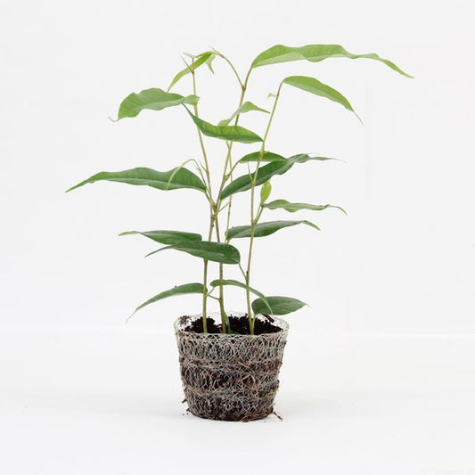 Ficus Danita | 6,5cm - 2pp - band 28, incl licencia