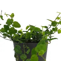 Ficus Repens Green 3