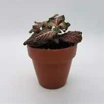 Fittonia Vibrant Pink Mini