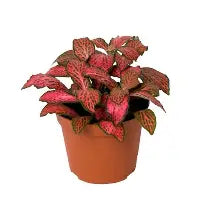 Fittonia Vibrant Red Mini