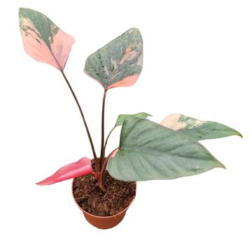 Homalomena Flaming Red | 5 cm plug 50/tray