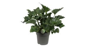 Philodendron Grizzly [P] | 5 cm plug 50/tray