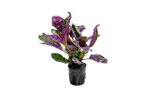 Hemigraphis Exotica Purple Waffle