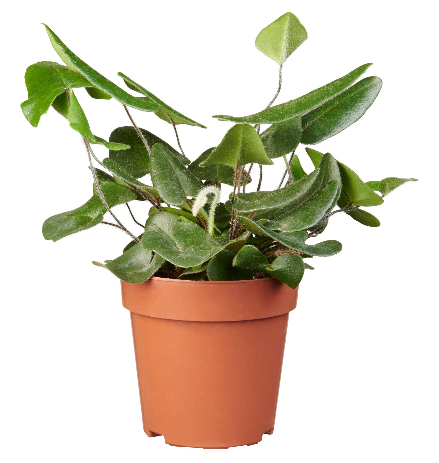 Hemionitis arifolia tray 104