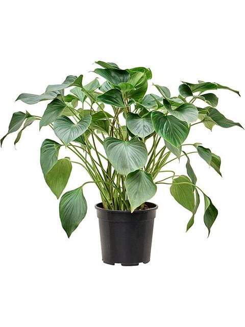 Homalomena Emerald gem | 5 cm plug 60/tray