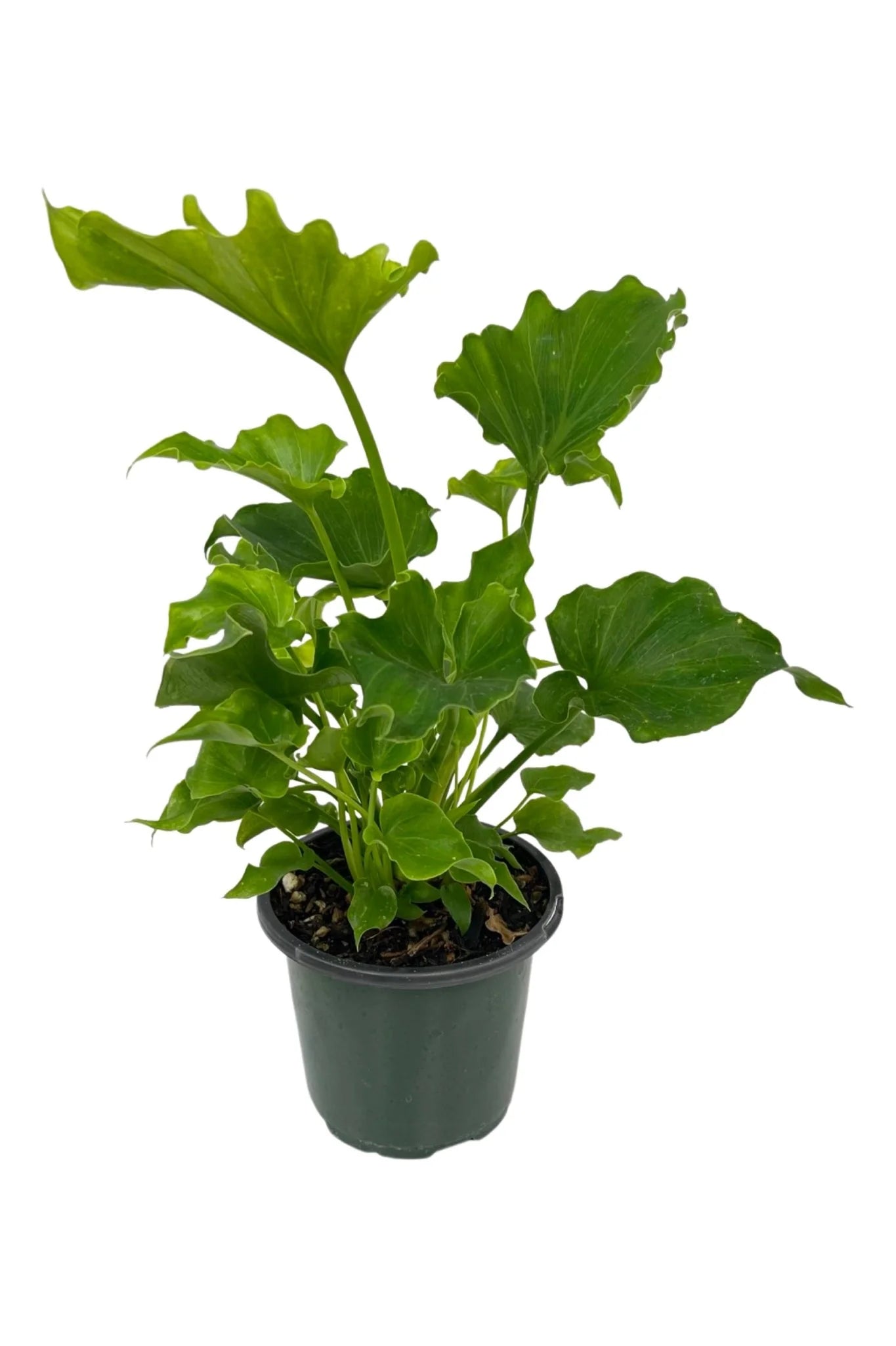 Philodendron Lickety Split | 5 cm plug 50/tray